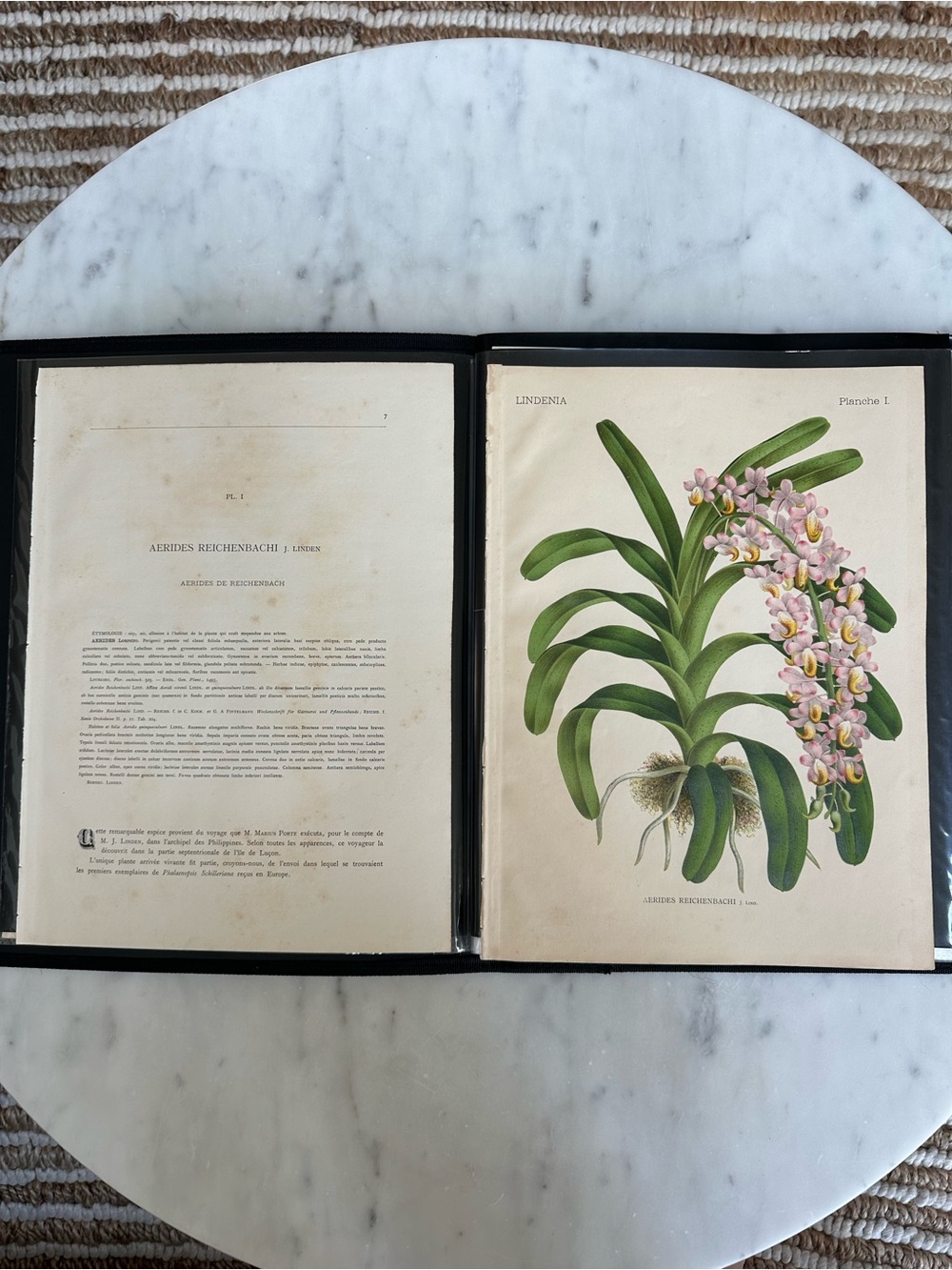 1885 Planche I (Plate 1) titled "Aerides Reichenbachi J. Lind."